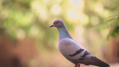 Lenstravelier i ERPX Ko Reo unsplash