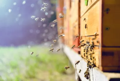 Bees