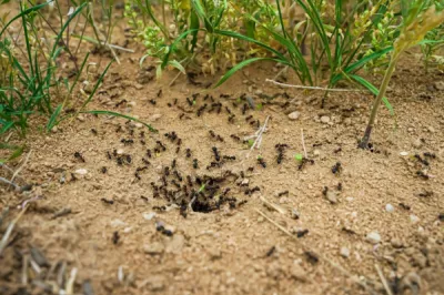 Ants1