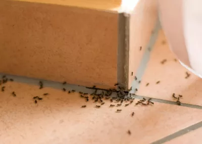 Ants2