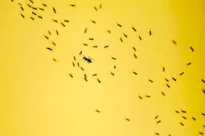 Hybridnighthawk Sjh2 L Md Gw unsplash