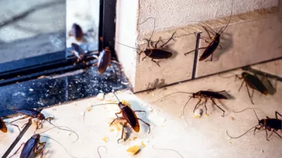 Shutterstock 2087924515